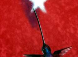 bellas-artes-de-cuba-presents-the-pictorial-work-of-ernesto-rancano